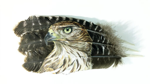 Painted feather goshawk spirit of the wild