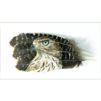 Painted feather goshawk spirit of the wild