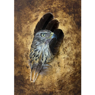 Original painting Goshawk Wild Presence